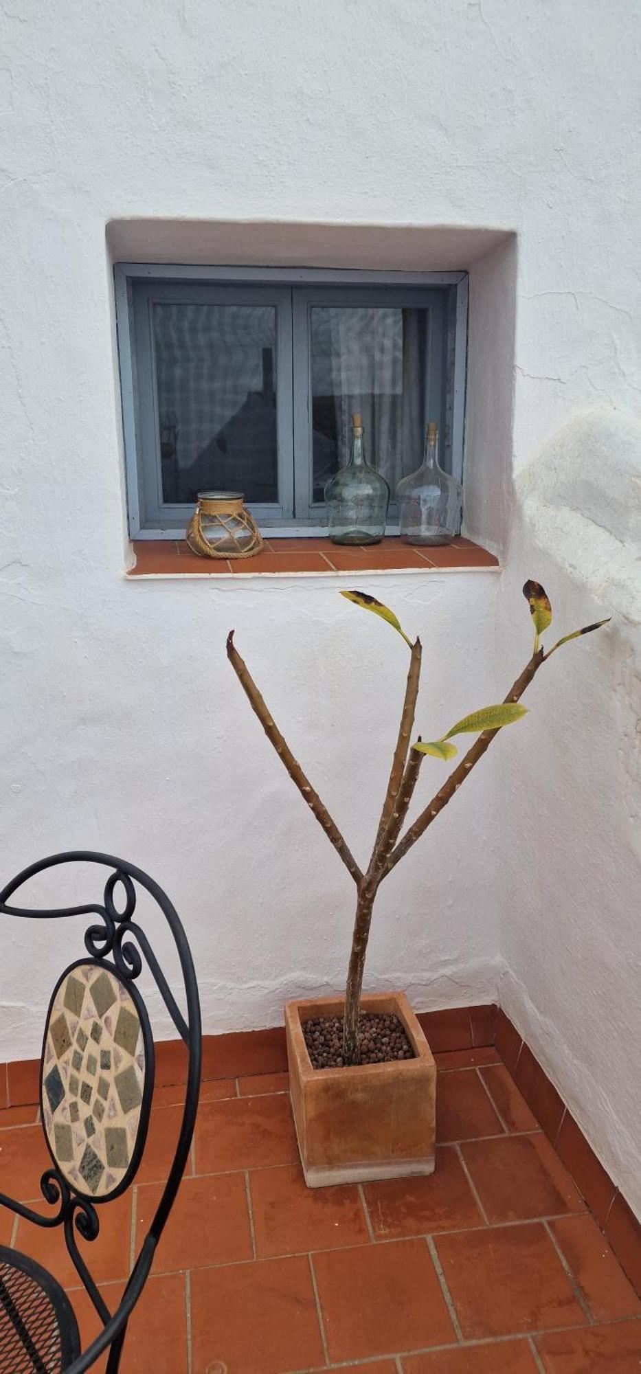 La Casa De Abuela Habitaciones Con Bano Compartido En El Casco Historico De Frigiliana "Solo Adultos" Екстер'єр фото